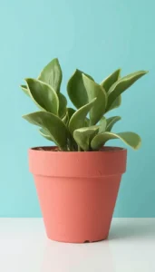 Simple Solid Color Flower Pots for a Clean Look