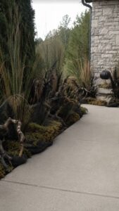 Edge the Walkway With Reeds and Twisted Roots
