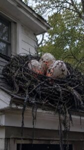 Gather Oversized Eggs in a Scorched Nest